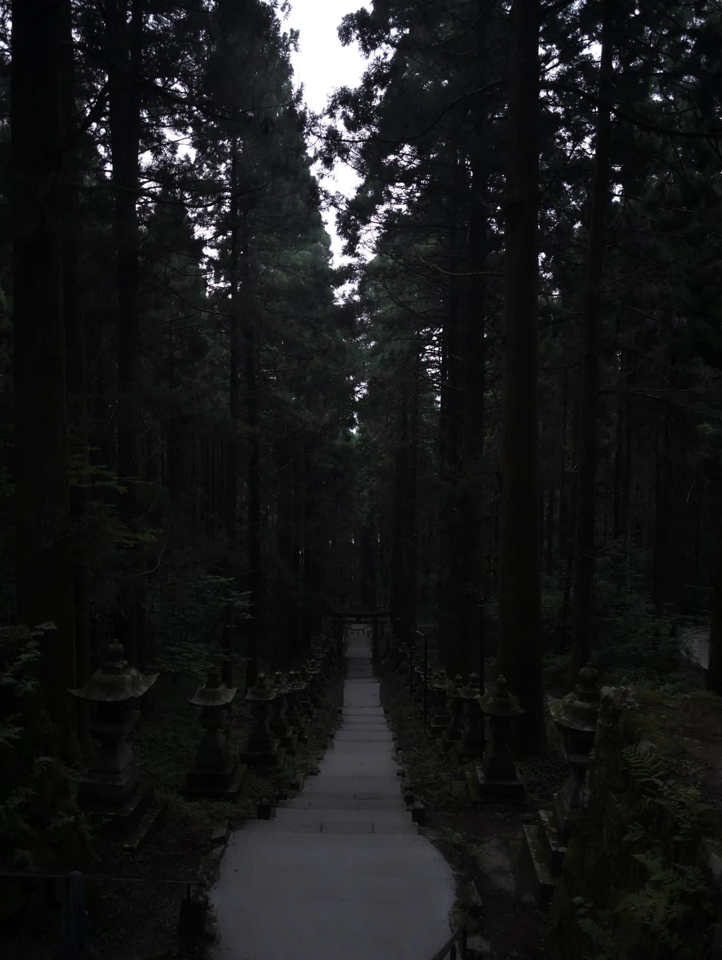 A narrow path lined with stone lanterns through a dark forest of tall cedars, Aso.