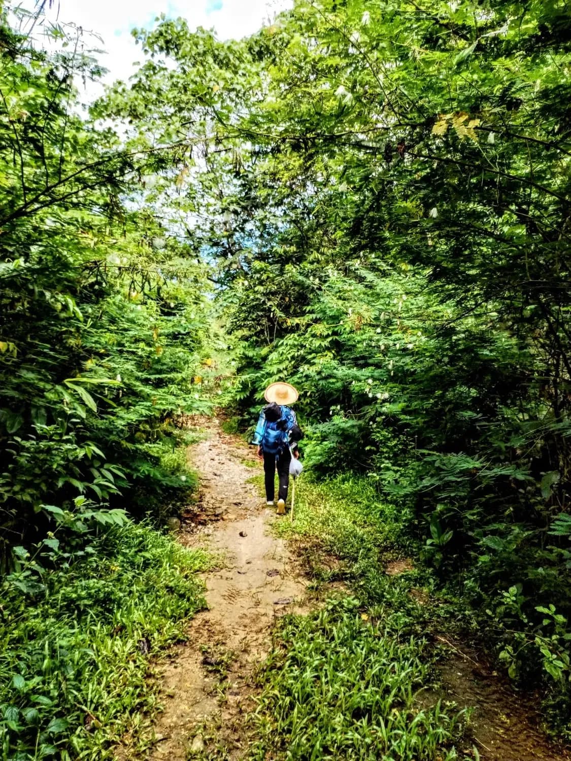 A hiker in a wide-brimmed hat on a narrow trail through dense green jungle.